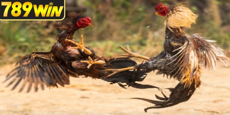 Đá gà cựa dao cần được đánh giá từ nhiều dữ liệu