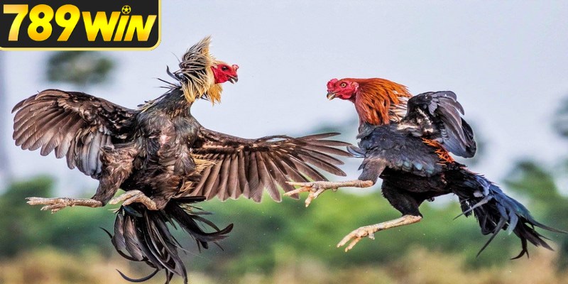 Đá gà cựa dao nổi bật nhờ nhịp trận nhanh, khó đoán
