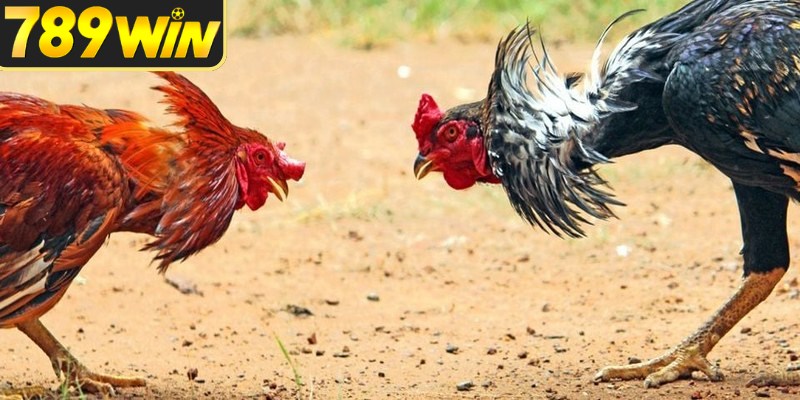Đá gà cựa sắt nên được đánh giá từ nhiều dữ liệu