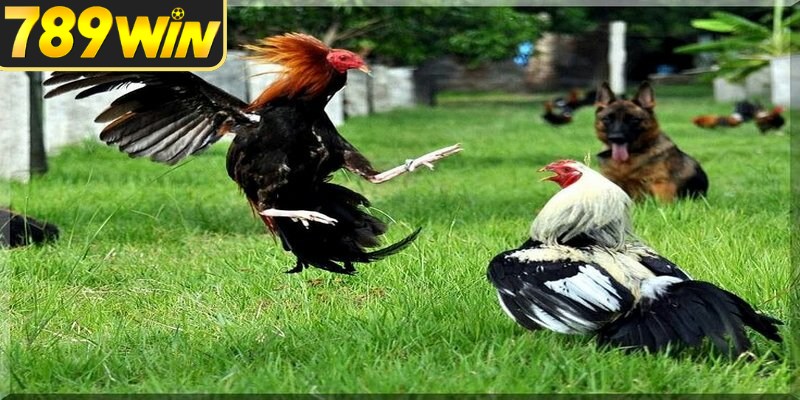Kinh nghiệm chọn chiến kê cần gắn với tương quan đối thủ