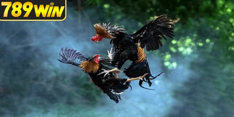 Kinh nghiệm chọn chiến kê nên bắt đầu từ thể trạng tổng thể
