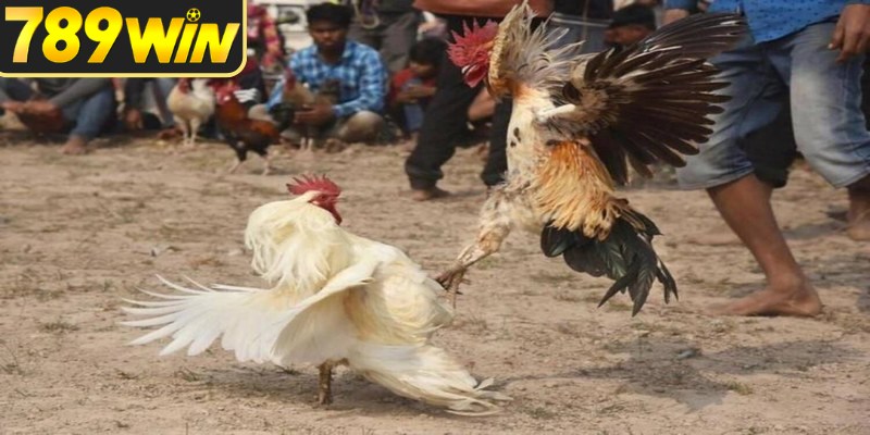 Kinh nghiệm đọc đá gà C3 bắt đầu từ dữ liệu rõ ràng