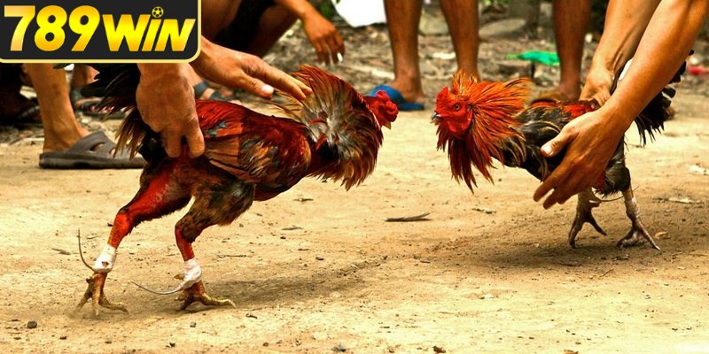 Quan sát đá gà 99 giúp nhận diện nhịp trận